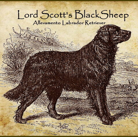 .:.Lord Scott's BlackSheep.:.